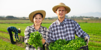 SE SOLICITA TRABAJADOR AGRÍCOLA PARA COSECHA Y EMPAQUE DE VERDURAS
