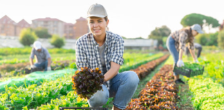 SE SOLICITA TRABAJADOR AGRÍCOLA PARA COSECHA DE VERDURAS (JORNADA COMPLETA)