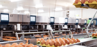 SE REQUIERE ENVASADOR PARA CONTROL DE CALIDAD Y EMPAQUE DE HUEVOS EN CAJAS
