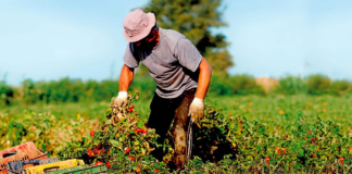 SE REQUIERE PEÓN AGRÍCOLA CON DISPONIBILIDAD LOS FINES DE SEMANA (TURNOS DISPONIBLES)