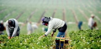 SE SOLICITA TRABAJADOR AGRÍCOLA PARA COSECHA DE MORAS