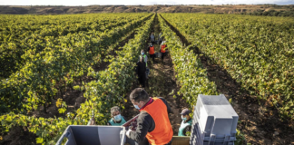 SE REQUIERE PEÓN AGRÍCOLA PARA CUIDADO Y CONTROL DE PRODUCTOS EN VIÑEDO