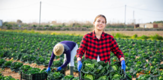 SE SOLICITA PEÓN AGRÍCOLA PARA RECOLECCIÓN DE HORTALIZAS Y VERDURAS, NO SE REQUIERE EXPERIENCIA