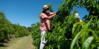 SE REQUIERE TRABAJADORES DE CAMPO PARA CONTROL DE PRODUCTOS (MÍNIMA EXPERIENCIA)