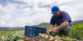 SE SOLICITA TRABAJADOR AGRÍCOLA PARA RECOLECCIÓN DE CEBOLLAS EN COSECHA
