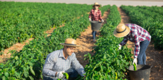 SE SOLICITA TRABAJADOR AGRÍCOLA PARA LABORES GENERALES, NO SE REQUIERE EXPERIENCIA
