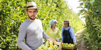 SE REQUIERE TRABAJADOR AGRÍCOLA PARA CLASIFICACIÓN DE FRUTAS Y VERDURAS EN COSECHA