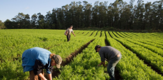 SE REQUIERE PEÓN AGRÍCOLA PARA PREPARACIÓN DE TERRENO EN FINCA