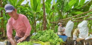 SE SOLICITA PEÓN AGRÍCOLA PARA COSECHA Y EMPAQUE DE FRUTA