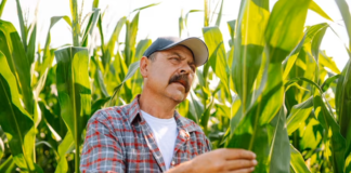 SE NECESITA TRABAJADOR AGRÍCOLA PARA CLASIFICACIÓN DE MAÍZ EN COSECHA