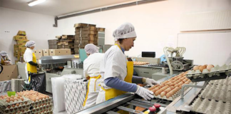 SE REQUIERE EMPAQUETADOR DE HUEVOS EN CAJA (TIEMPO COMPLETA)