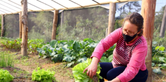 ESTAMOS EN LA BÚSQUEDA DE TRABAJADORES DE CAMPO PARA COSECHA DE LECHUGA