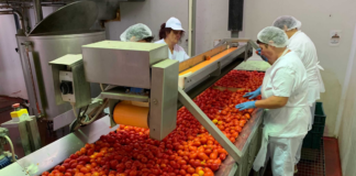 SE NECESITA EMPACADOR PARA EMPRESA LÍDER EN EL PROCESAMIENTO DE TOMATES