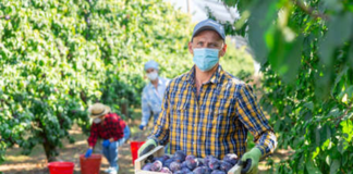 SE SOLICITA TRABAJADOR AGRÍCOLA PARA CLASIFICACIÓN DE VERDURAS Y FRUTAS (TIEMPO COMPLETO)