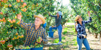 SE SOLICITA TRABAJADOR AGRÍCOLA PARA CLASIFICACIÓN DE VERDURAS Y FRUTAS