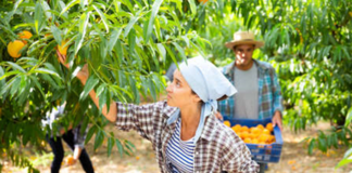 SE REQUIERE PEONES AGRÍCOLAS PARA RECOLECCIÓN DE FRUTAS EN FINCA