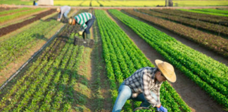 SE NECESITA TRABAJADORES DE CAMPO PARA COSECHA DE BRÓCOLI (MÍNIMA EXPERIENCIA)