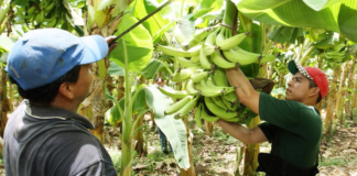 SE NECESITA PEONES AGRÍCOLAS PARA LABORES GENERALES EN FINCA PLATANERA