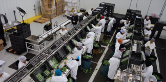 SE SOLICITA EMPAQUETADOR DE ALIMENTOS PARA TURNO DIURNO