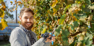 SE SOLICITA TRABAJADORES AGRÍCOLAS PARA COSECHA DE UVAS (MÍNIMA EXPERIENCIA)