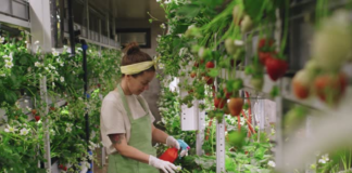 SE SOLICITA TRABAJADOR DE VIVERO PARA CONTROL DE PLANTAS (MÍNIMA EXPERIENCIA)