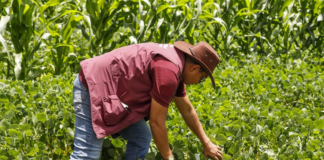 SE SOLICITA PEÓN AGRÍCOLA PARA MANTENIMIENTO DE TERRENOS EN FINCA