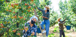 SE NECESITA TRABAJADOR AGRÍCOLA CON O SIN EXPERIENCIA PARA COSECHA MANUAL DE VERDURAS