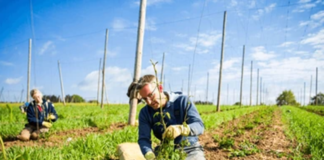 SE SOLICITA TRABAJADOR AGRÍCOLA PARA COSECHA MANUAL DE VERDURAS