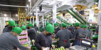 SE SOLICITA AYUDANTE DE PRODUCCIÓN PARA CONTROL DE CALIDAD DE VERDURAS