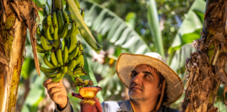 SE SOLICITA PEÓN AGRÍCOLA PARA SELECCIÓN DE PRODUCTOS EN COSECHA DE PLÁTANOS