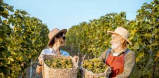 SE NECESITA TRABAJADOR AGRÍCOLA PARA LABORES GENERALES EN COSECHA DE UVAS
