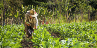SE NECESITA TRABAJADOR AGRÍCOLA PARA COSECHA MANUAL DE VERDURAS