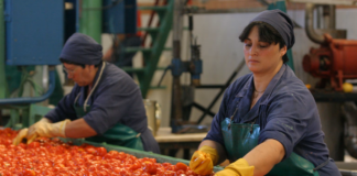 SE SOLICITA ENVASADOR PARA SELECCIÓN Y CLASIFICACIÓN DE TOMATES