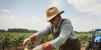 SE NECESITA TRABAJADOR DE GRANJA CON O SIN EXPERIENCIA PARA CONTROL DE COSECHA