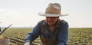 SE NECESITA TRABAJADORES AGRÍCOLAS PARA COSECHA DE HORTALIZAS (MÍNIMA EXPERIENCIA)