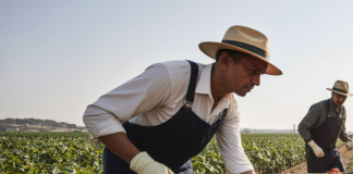 SE NECESITA TRABAJADORES DE CAMPO PARA TAREAS MANUALES EN COSECHA (MÍNIMA EXPERIENCIA)