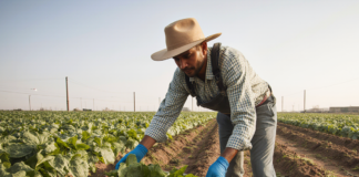 SE SOLICITA TRABAJADOR AGRÍCOLA GENERAL CON O SIN EXPERIENCIA PARA COSECHA Y MANTENIMIENTO DE CAMPOS