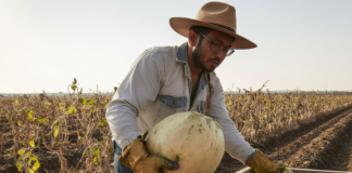 SE SOLICITA TRABAJADOR AGRÍCOLA CON O SIN EXPERIENCIA PARA COSECHA DE VERDURAS Y CALABAZAS