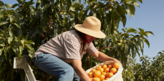 SE SOLICITA PEÓN AGRÍCOLA PARA COSECHA Y CLASIFICACIÓN DE CÍTRICOS, NO SE REQUIERE EXPERIENCIA PREVIA