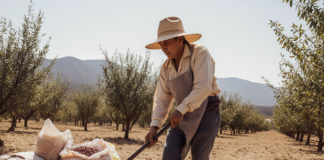 SE SOLICITA PEÓN AGRÍCOLA PARA LABORES GENERALES EN COSECHA DE ALMENDRAS