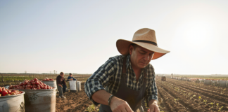 SE NECESITA TRABAJADOR AGRÍCOLA PARA COSECHA DE TOMATES Y PIMIENTOS (CON O SIN EXPERIENCIA)