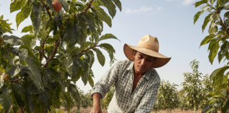 SE REQUIERE TRABAJADOR AGRÍCOLA PARA COSECHA DE FRUTAS, FLORES Y HORTALIZAS