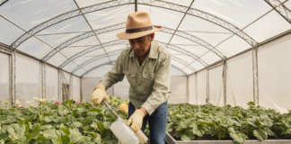 SE SOLICITA TRABAJADOR DE INVERNADERO PARA PREPARACIÓN, CUIDADO Y RIEGO DE PLANTAS