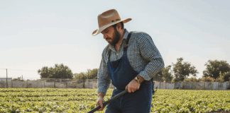 SE BUSCA PEÓN AGRÍCOLA PARA LABORES DE RECOLECCIÓN Y TRANSPORTE EN CAMPO