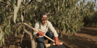 SE BUSCA TRABAJADOR AGRÍCOLA PARA RECOLECCIÓN DE ACEITUNAS Y PODA DE OLIVOS