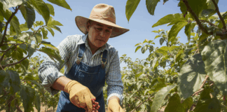 SE BUSCA TRABAJADOR AGRÍCOLA PARA FINCA DE CEREZAS: PODA, RIEGO, MANTENIMIENTO Y COSECHA