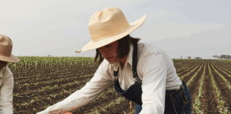 SE NECESITA TRABAJADOR AGRÍCOLA PARA COSECHA DE FRUTAS Y HORTALIZAS (SE OFRECE ENTRENAMIENTO)