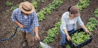 SE SOLICITAN PEONES AGRÍCOLAS PARA LABORES DE SIEMBRA, RIEGO Y RECOLECCIÓN