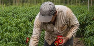 SE BUSCA PEÓN/A AGRÍCOLA PARA LABORES DE RECOLECCIÓN EN CAMPO DE PIMIENTOS