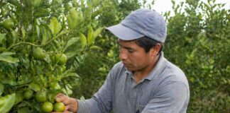 SE BUSCA PEÓN AGRÍCOLA PARA CUIDADO Y MANTENIMIENTO DE PRODUCTOS EN FINCA